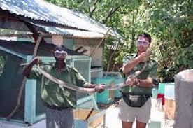 largest spitting cobra discovered pictures