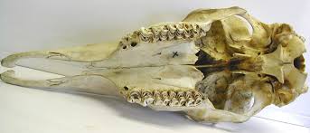 moose skulls