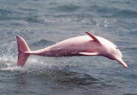 pink dolphins