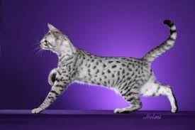 egyptian mau