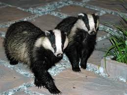 Reprieve for Welsh Badgers