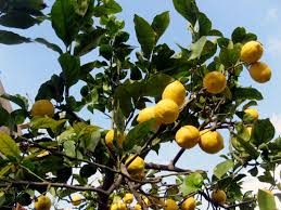 citrus lemon tree