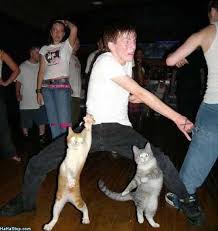 dance cat