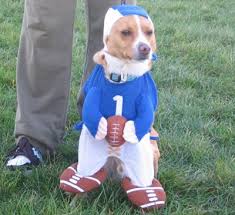football dog