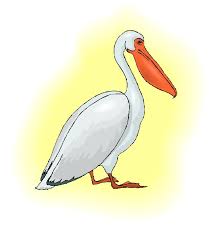 pelican