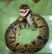 ball python photo
