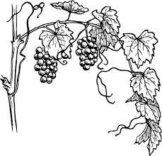 grape vine drawing