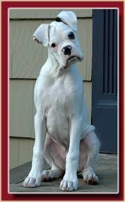 white boxer dogs