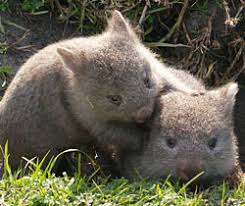 wombats