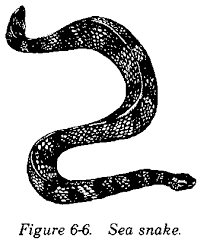 types of snakes