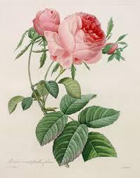 redoute