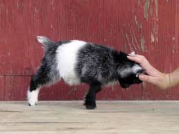 pygmy goat
