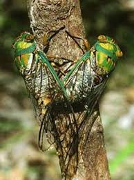 The Summer of Singing Cicadas