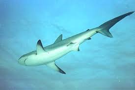 small shark pictures