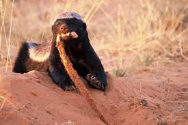 The Honey Badger is Natures