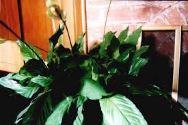 peace lily flower