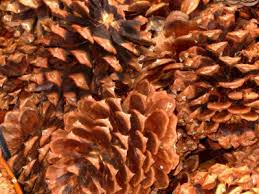 pine cone clip art