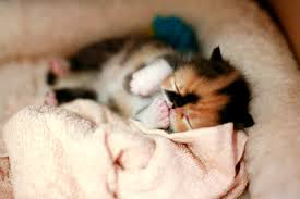 kitten paw prints