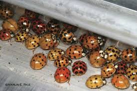 japanese lady beetle