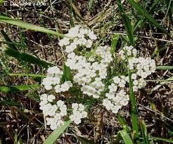 photo achill�e millefeulle