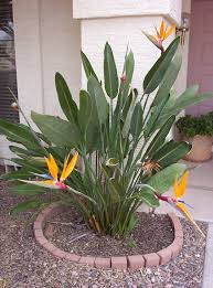 bird of paradise