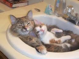 kitties