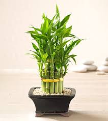 Lucky Bamboo