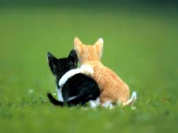 http://t3.gstatic.com/images?q=tbn:hXxzB0qkSl73gM:http://lucianocomida.blog.kataweb.it/files/photos/uncategorized/gatti_amici.jpg