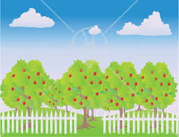 pictures apple trees