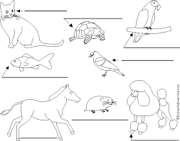 pet animals pictures