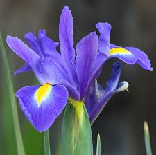 dutch iris pictures