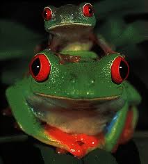 large frogs
