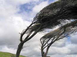 windy