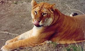 tigon pictures