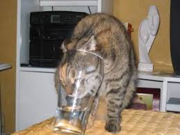 funny cat videos