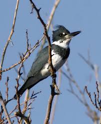 kingfisher