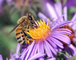 honey bees