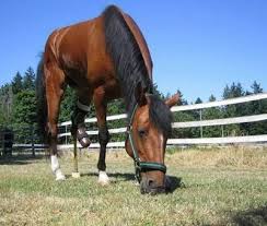 cute horses
