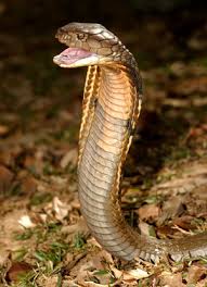 spitting king cobra