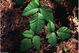 Urushiol oil can be spread in