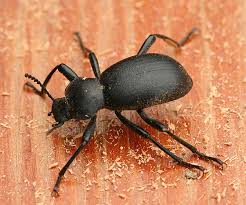 darkling beetles