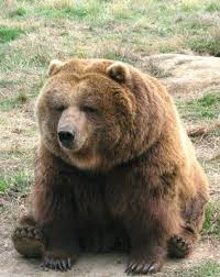 brown bears hibernation