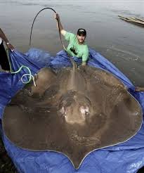 mekong river catfish