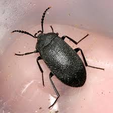darkling beetles