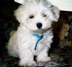 pictures of maltese dogs