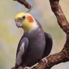 cockatiel