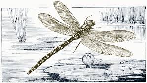 dragonfly clip art free