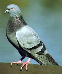 http://t3.gstatic.com/images?q=tbn:ipPH2wO7_HmziM:http://wdfw.wa.gov/wlm/living/graphics/pigeon1.jpg