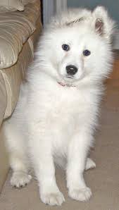 samoyed dogs