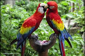 love parrots